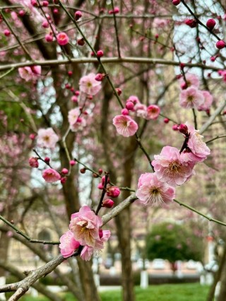 梅花渡