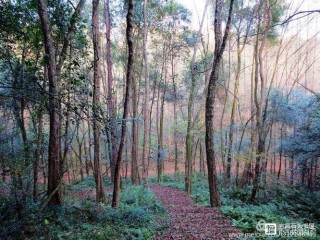 我是一池被禁足的河