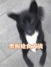 一只大狗，站着不走，吃了羊毛，会撒黑豆。 （打一物）
