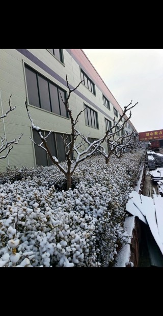 迟来的雪