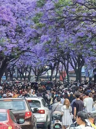 蓝花楹