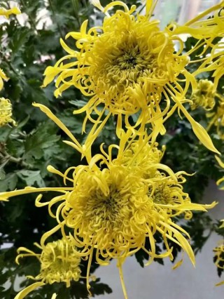 圆圆身子莲蓬头，有人带它上茶楼，花儿见它开颜笑，它见花儿泪水流。 （打一物）