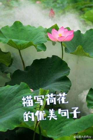 荷花的唯美意境句子