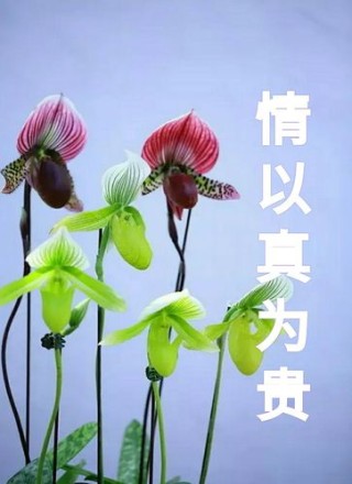 世间何为贵