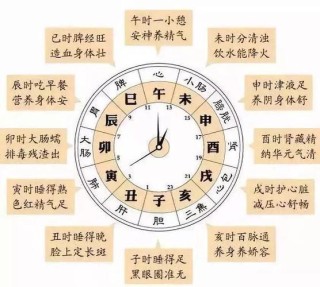 人体24小时时间表