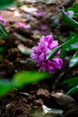 花谢了，但花还会再开