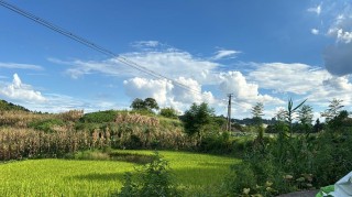 田间那片天