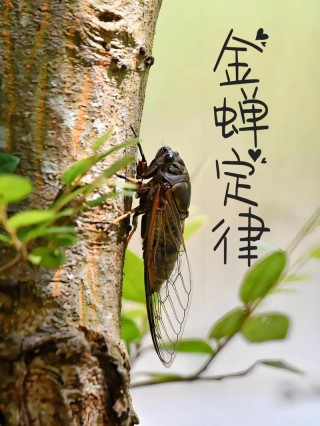 金蝉定律