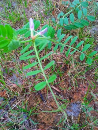 零星点点