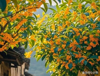 秋天的桂花盛宴