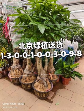 69.9元 （打二字植物）