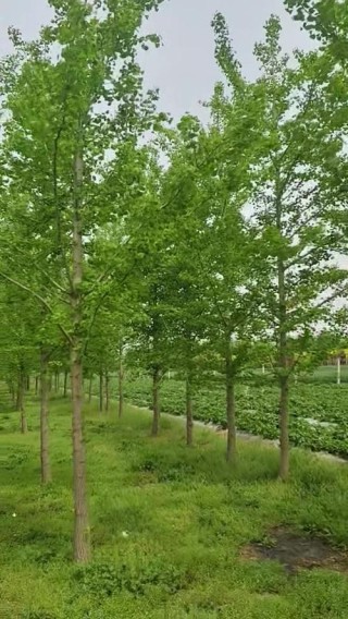 树