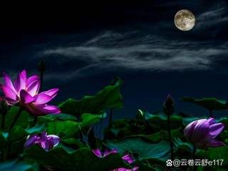 云逸荷心，月照花影