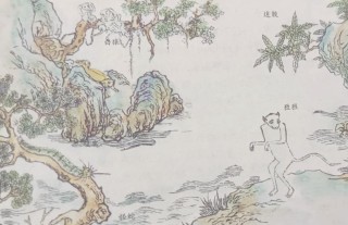 南山经--南山一经（5）