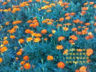 一年秋起
