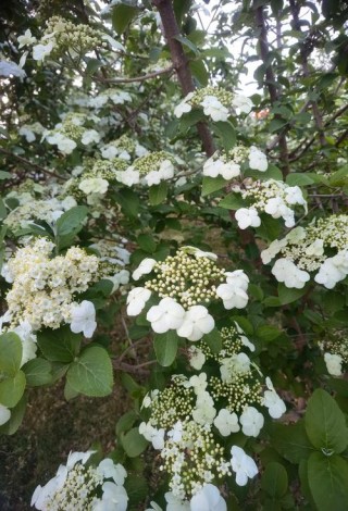 诉花