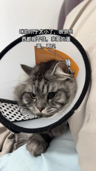 蛋蛋，再见