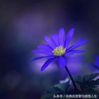 人啊，不要太认真！（句句触心）
