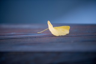 那一片落叶