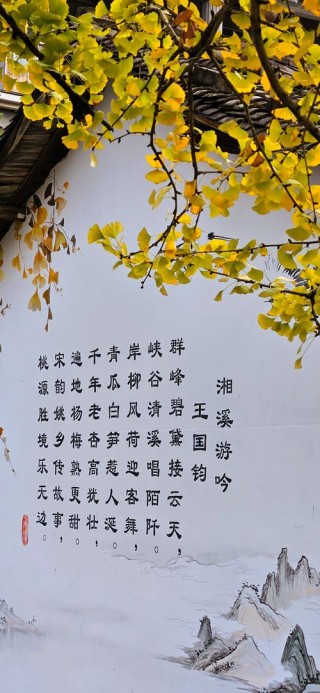 唯有银杏不负秋 如画三管任君游！