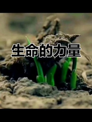 生命当如草