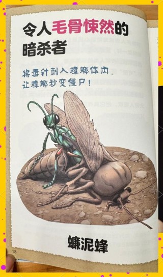 蝉的宿命