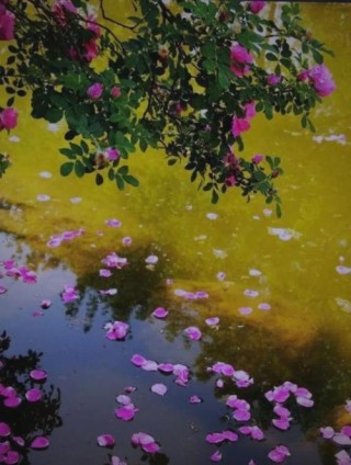落花，是一种情绪