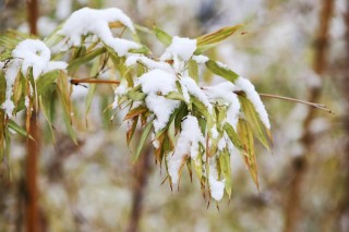 华夏同题师友会（古风）:2021年第一场雪