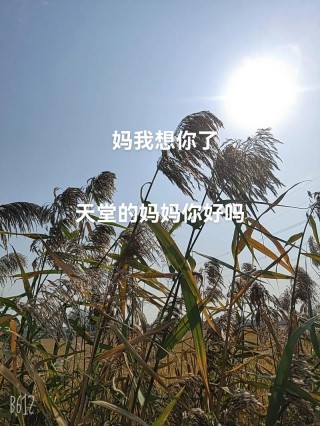 天堂里的妈妈你好吗？