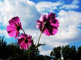 梦见花开，梦见最美