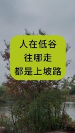 好走的都是下坡路