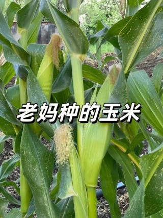 菜园子，一块承载着母爱的自留地