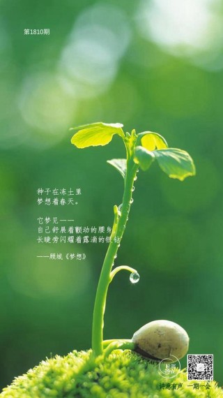 鞋里的种子，惊飞的大鸟