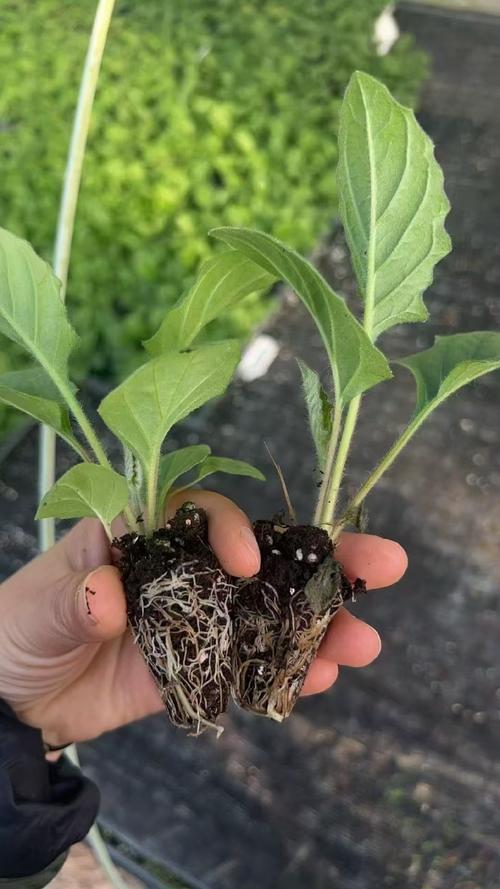 重庆潼南陈原文种植非洲菊 每亩纯收2万元  第1张