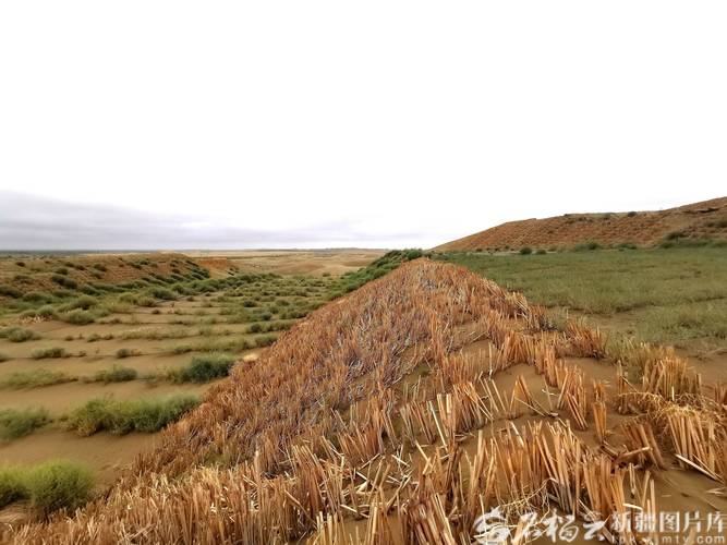 新疆治沙与致富相结合 实现旅游收入1.5亿元 第1张 新疆治沙与致富相结合 实现旅游收入1.5亿元 第1张