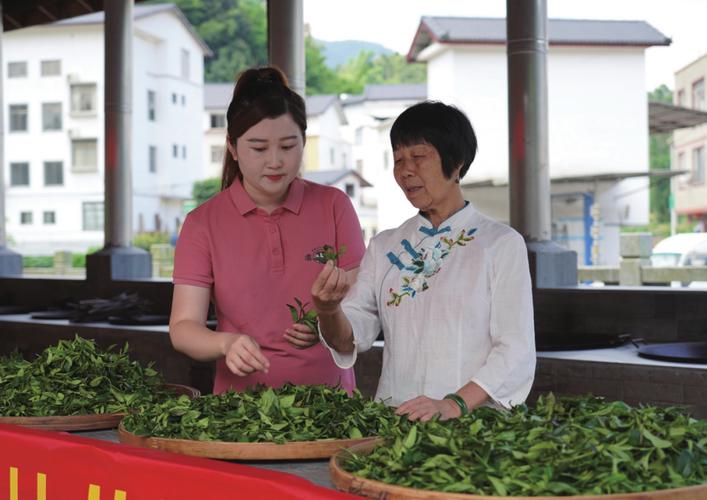 六堡茶制作技艺传承人韦洁群成致富引路人 第1张 六堡茶制作技艺传承人韦洁群成致富引路人 第1张