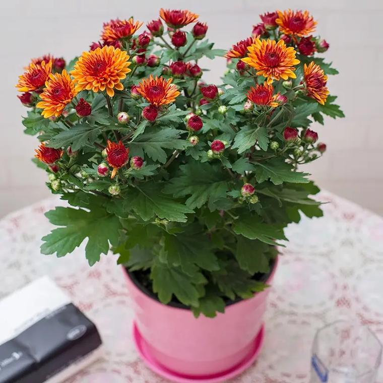浙江武义大学生朱雯思创业，种植5万盆菊花  第1张