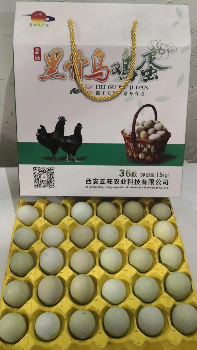 养80只绿壳蛋鸡,卖鸡蛋月收入3000多元 第1张 养80只绿壳蛋鸡,卖鸡蛋月收入3000多元 第1张