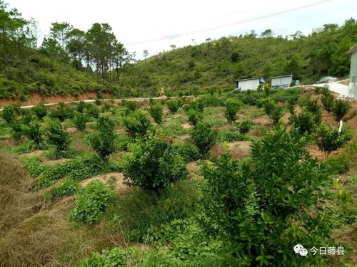 云南会泽小核桃托起了“生态产业、绿色富民”的翅膀  第1张