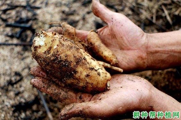 贵州黔西吴永贵荒山林地种天麻,净赚30余万元 第1张 贵州黔西吴永贵荒山林地种天麻,净赚30余万元 第1张