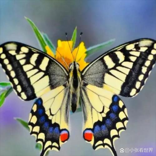 蝴蝶也有家  第1张