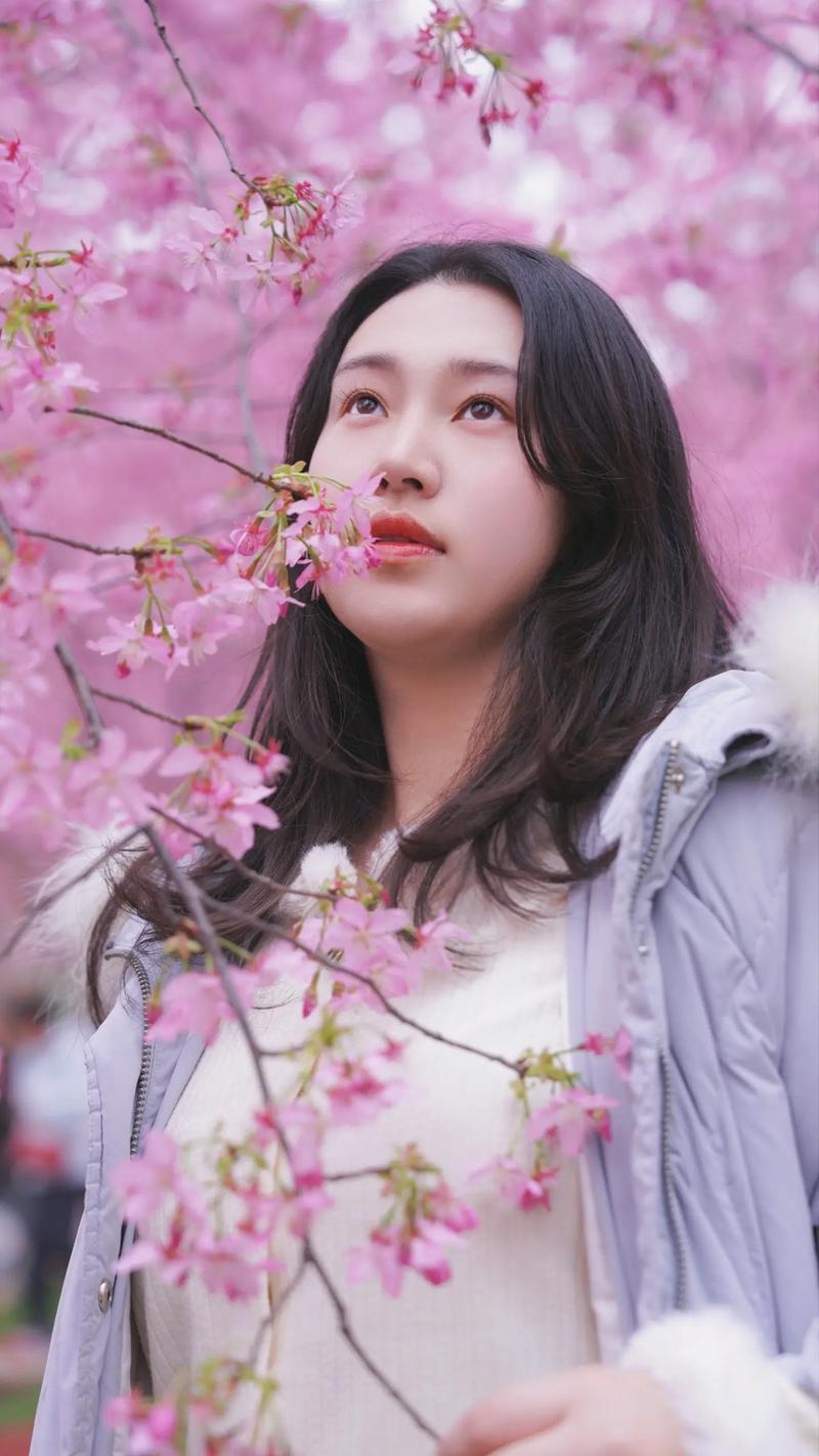 樱花忆  第1张