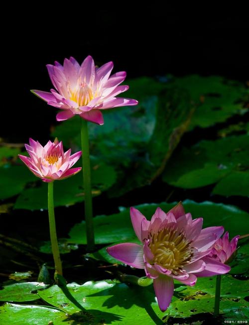 幡然醒悟 第1张 幡然醒悟 第1张