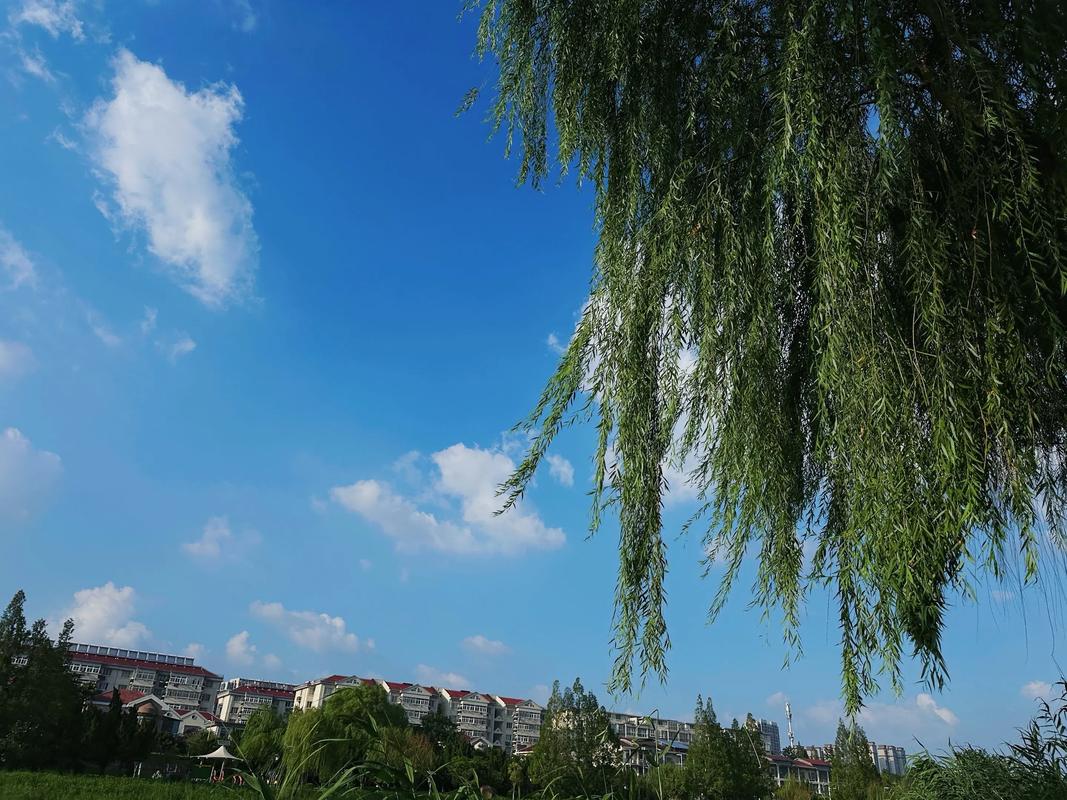 垂绵  第1张