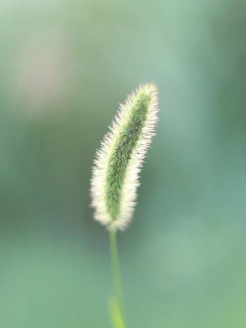 《一株小草》 第1张 《一株小草》 第1张