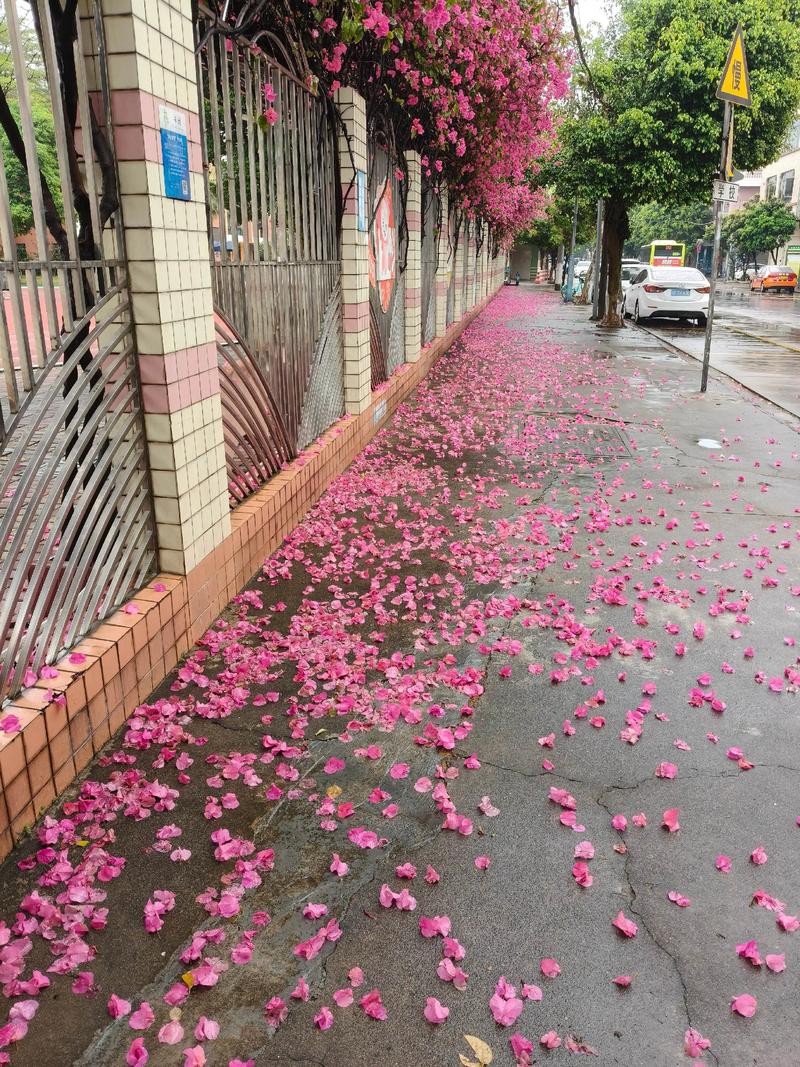 花瓣雨 第1张 花瓣雨 第1张