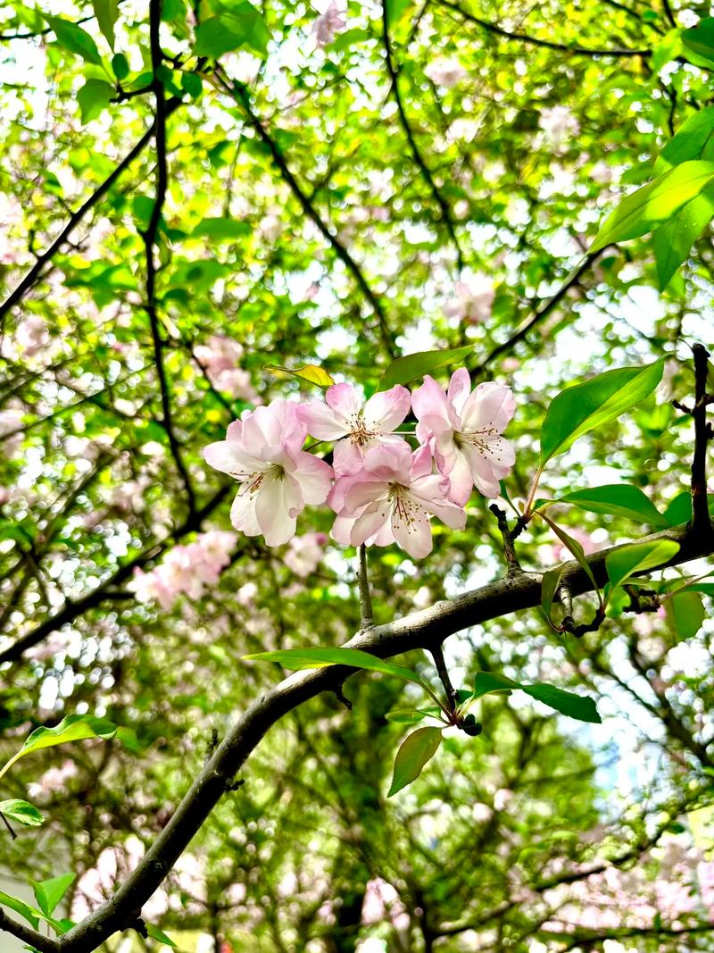 三月芳菲 第1张 三月芳菲 第1张