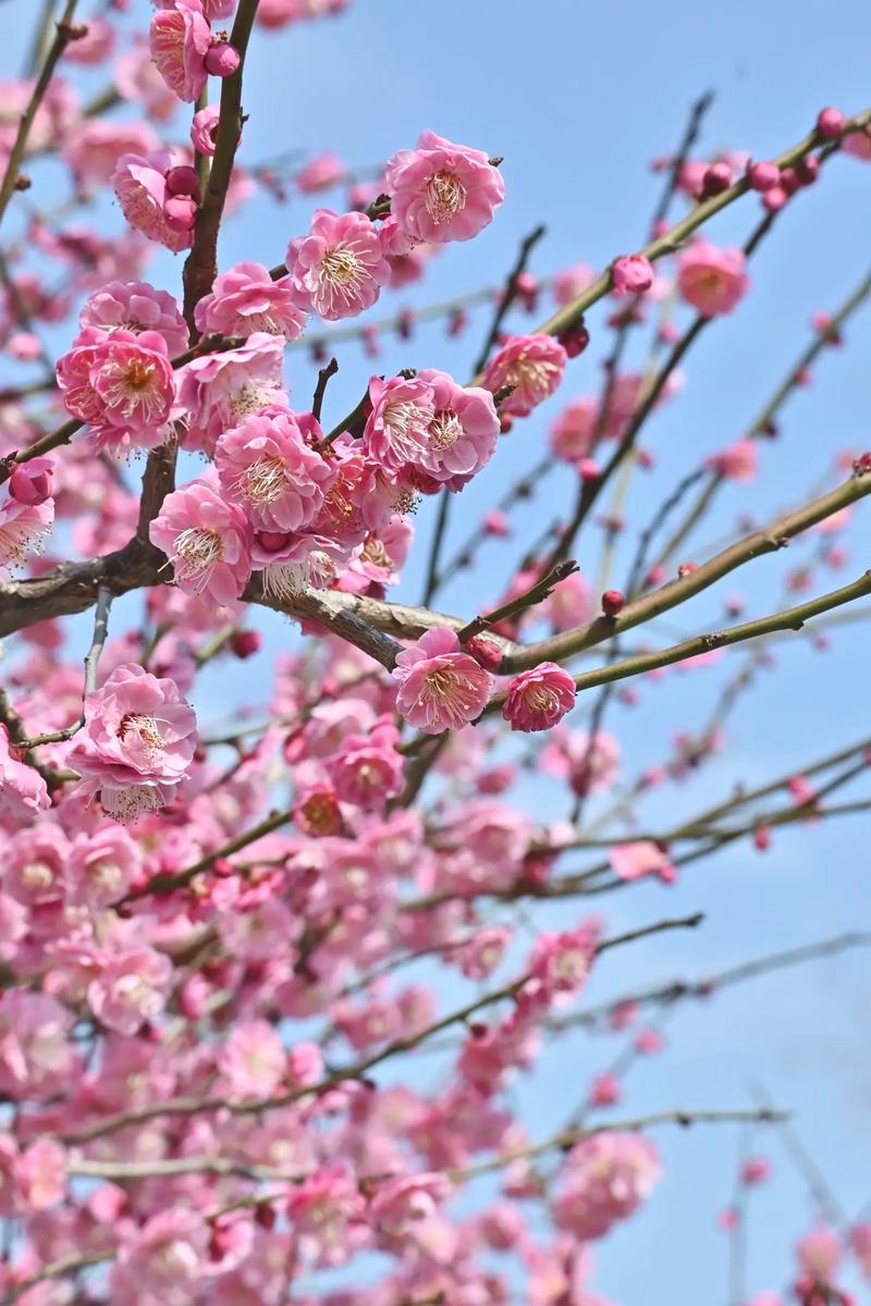 梅花 第1张 梅花 第1张