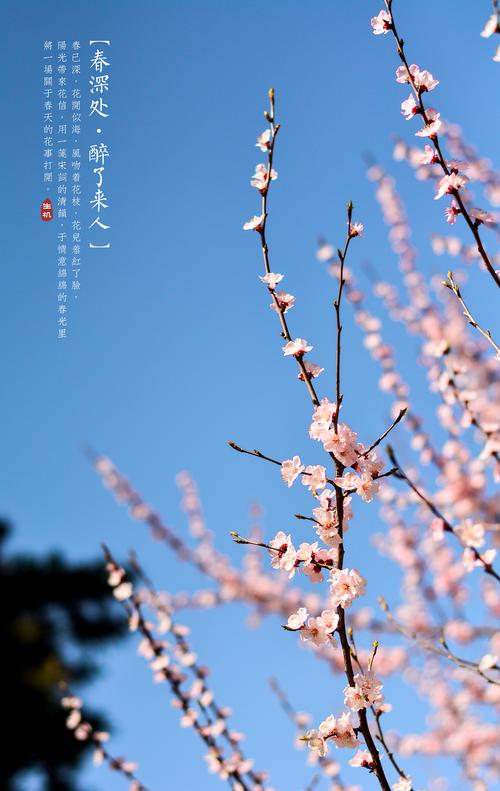 春深处,醉了来人 第1张 春深处,醉了来人 第1张