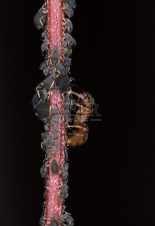 蚜虫与蚂蚁 第1张 蚜虫与蚂蚁 第1张